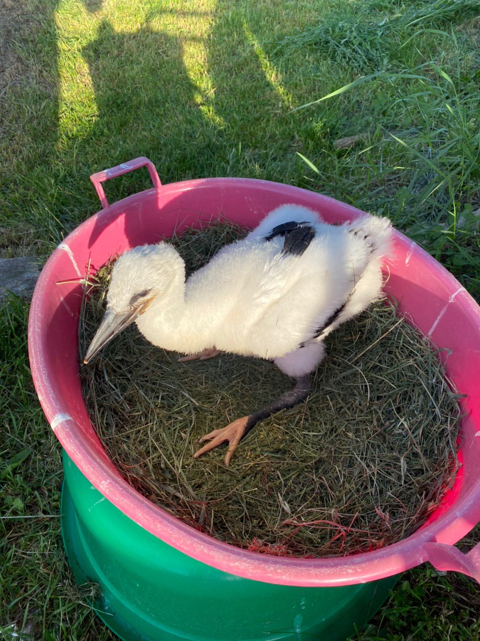 Rescued stork