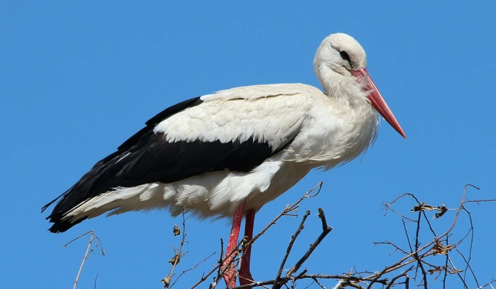 Safe Nests: How DTEK Dnipro Grids Specialists Prepared for the Return of Storks