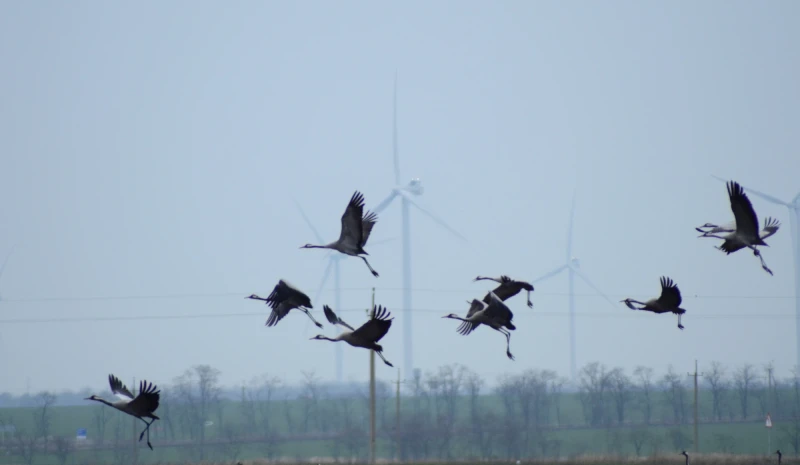Protecting the bird population and fighting climate change – the key areas of DTEK Renewables eco-programs