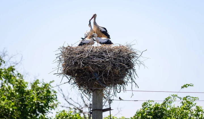 DTEK Grids saved around 1,200 white storks in Ukraine over the last year