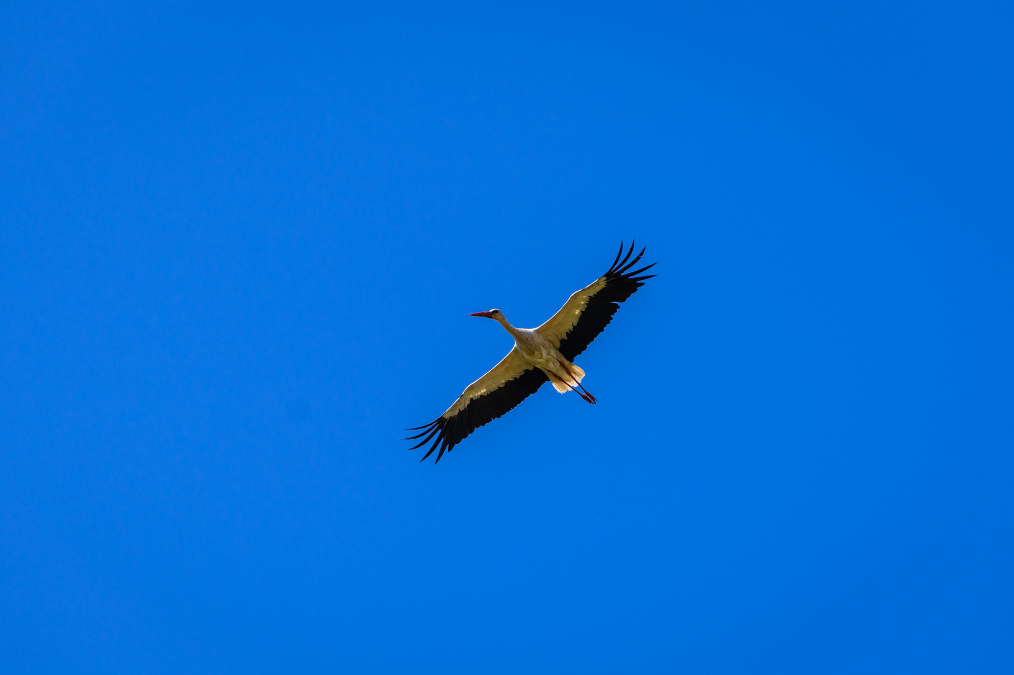 DTEK Grids joined an international project on the protection of the white stork