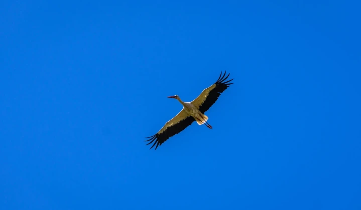 DTEK Grids joined an international project on the protection of the white stork