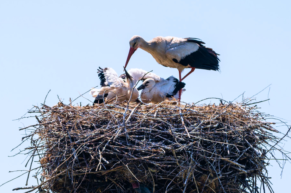 #EnergyWings: the first exposition in Ukraine on the protection of the white stork by DTEK energy workers opened in the “Time Machine” museum in Dnipro