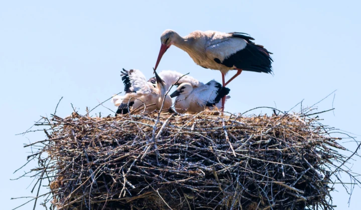 #EnergyWings: the first exposition in Ukraine on the protection of the white stork by DTEK energy workers opened in the “Time Machine” museum in Dnipro