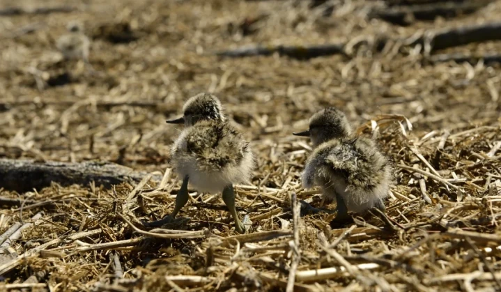 DTEK Renewables Releases the Bird Islands Atlas for 2024