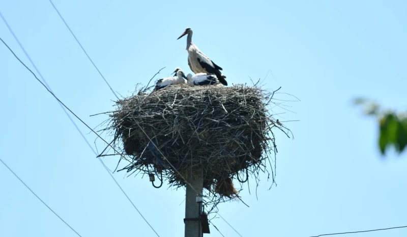 DTEK Grids shares bird protection experience at “Free Sky for Birds 2026”