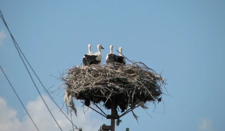 DTEK launches Track Storks initiative to support bird conservation and better energy reconstruction planning
