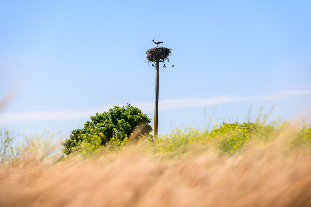 DTEK, grids, forks, Ukraine